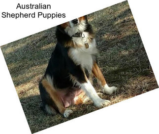 Australian Shepherd Puppies