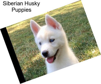 Siberian Husky Puppies