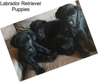 Labrador Retriever Puppies