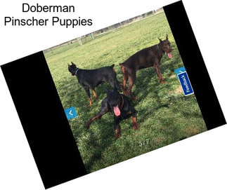 Doberman Pinscher Puppies