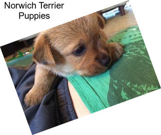 Norwich Terrier Puppies