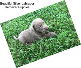 Beauitful Silver Labrador Retriever Puppies