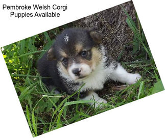 Pembroke Welsh Corgi Puppies Available