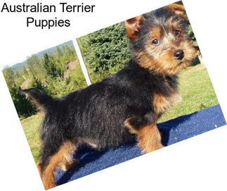 Australian Terrier Puppies