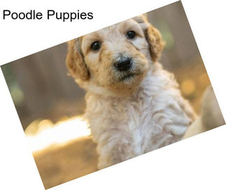 Poodle Puppies