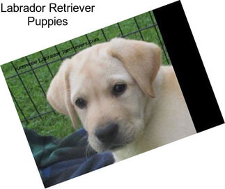 Labrador Retriever Puppies