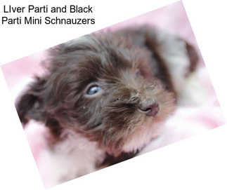 LIver Parti and Black Parti Mini Schnauzers