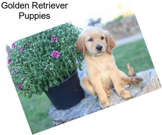 Golden Retriever Puppies