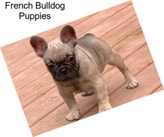 French Bulldog Puppies