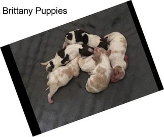 Brittany Puppies