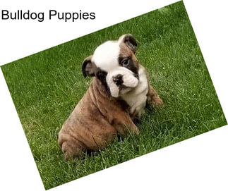 Bulldog Puppies