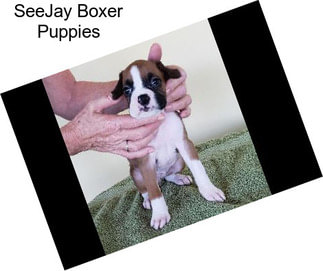 SeeJay Boxer Puppies