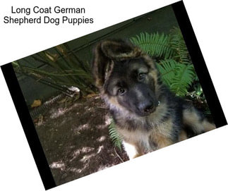 Long Coat German Shepherd Dog Puppies