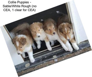 Collie Puppies - Sable/White Rough (no CEA, 1 clear for CEA)