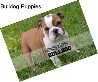 Bulldog Puppies