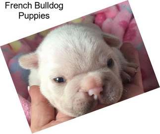 French Bulldog Puppies