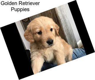 Golden Retriever Puppies