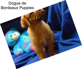 Dogue de Bordeaux Puppies