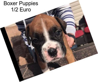 Boxer Puppies 1/2 Euro