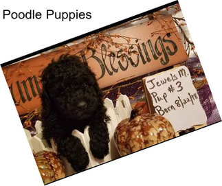 Poodle Puppies