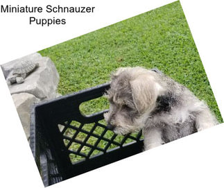 Miniature Schnauzer Puppies