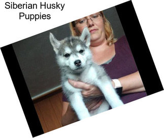 Siberian Husky Puppies