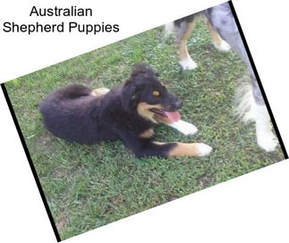 Australian Shepherd Puppies