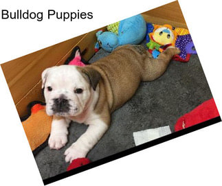 Bulldog Puppies