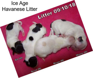 Ice Age Havanese Litter