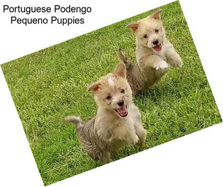 Portuguese Podengo Pequeno Puppies