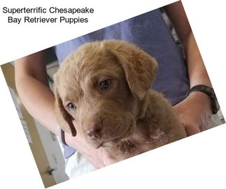 Superterrific Chesapeake Bay Retriever Puppies