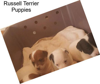 Russell Terrier Puppies