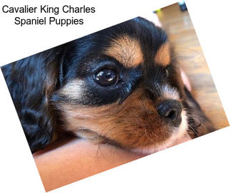 Cavalier King Charles Spaniel Puppies