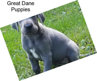 Great Dane Puppies