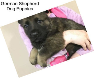 German Shepherd Dog Puppies