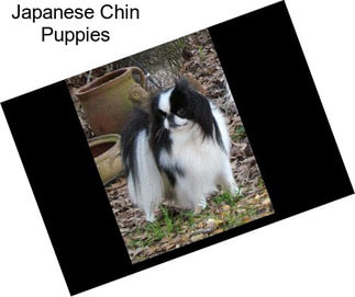 Japanese Chin Puppies