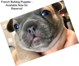 French Bulldog Puppies - Available Now for Reserve!