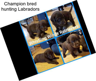 Champion bred hunting Labradors