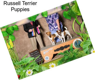 Russell Terrier Puppies