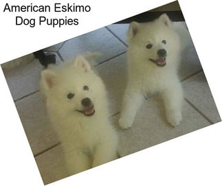 American Eskimo Dog Puppies