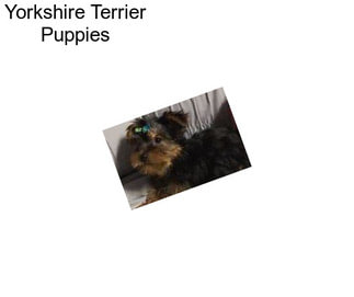 Yorkshire Terrier Puppies