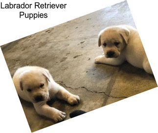 Labrador Retriever Puppies