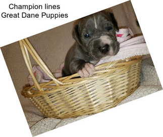 Champion lines Great Dane Puppies
