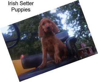 Irish Setter Puppies