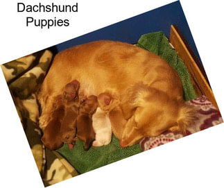 Dachshund Puppies