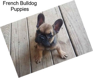 French Bulldog Puppies