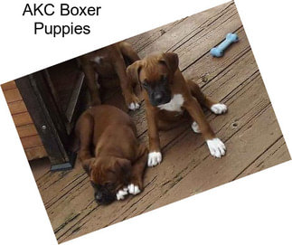 AKC Boxer Puppies