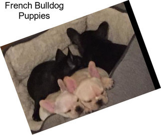 French Bulldog Puppies