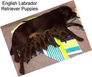 English Labrador Retriever Puppies