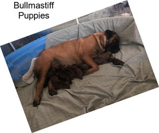 Bullmastiff Puppies